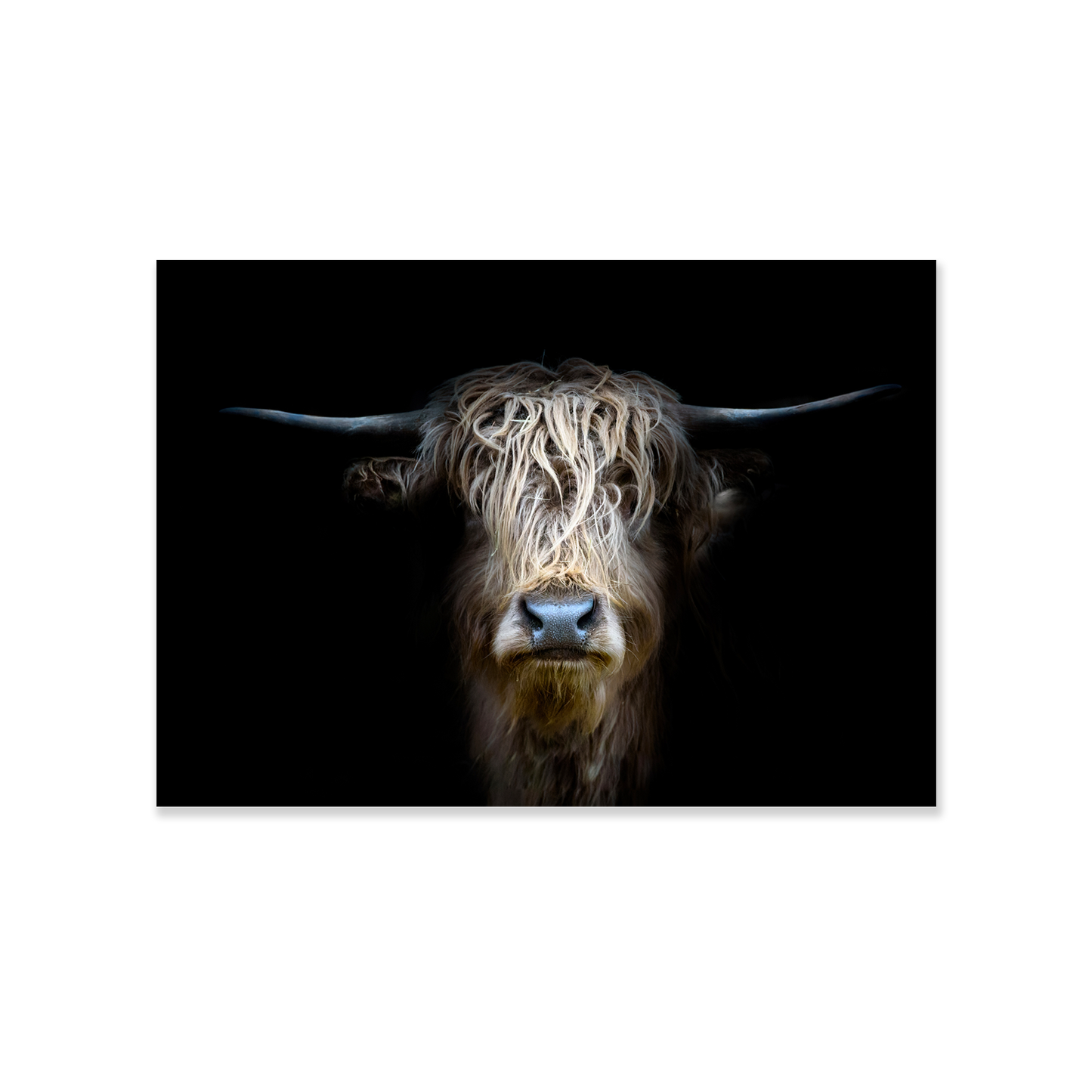 Tableau vache des highlands