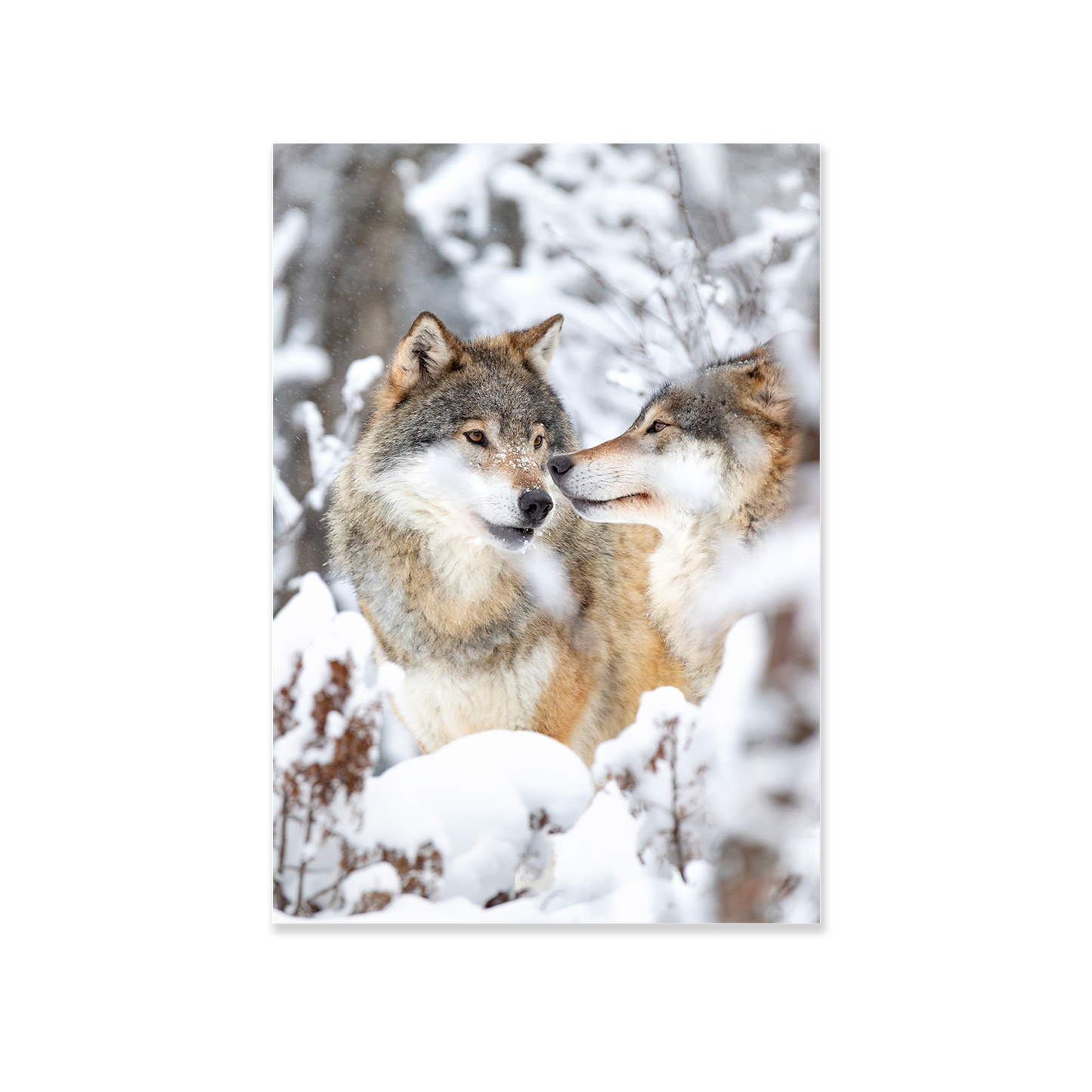 Tableau Loups