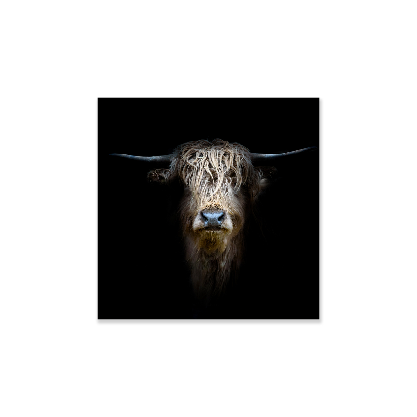 Tableau vache des highlands