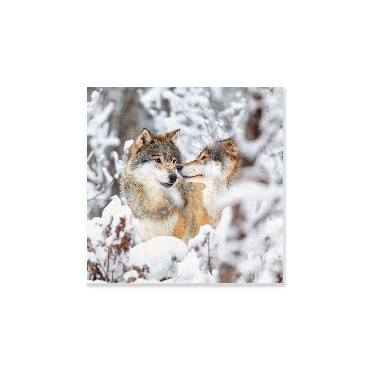 Tableau Loups