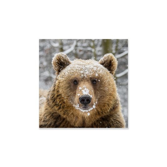Tableau Ours
