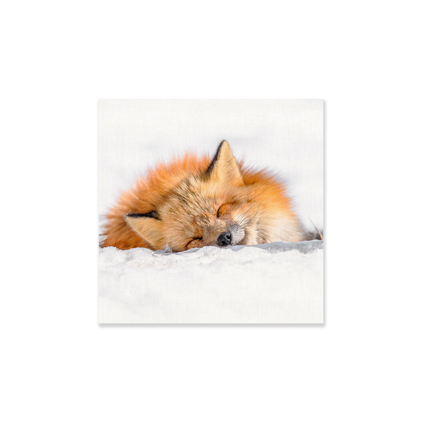 Tableau Renard