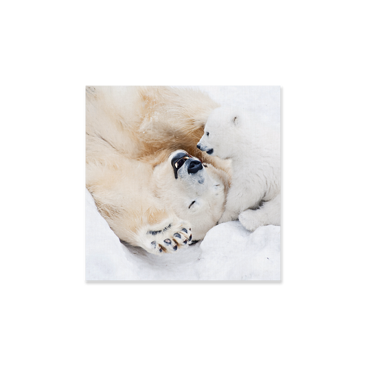 Tableau animal ours