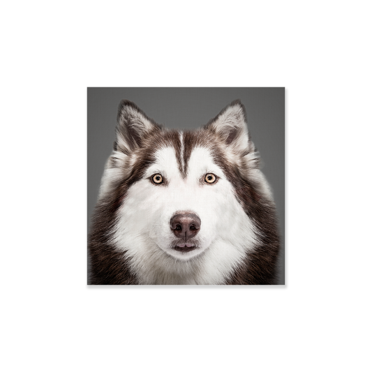 Tableau chien Husky