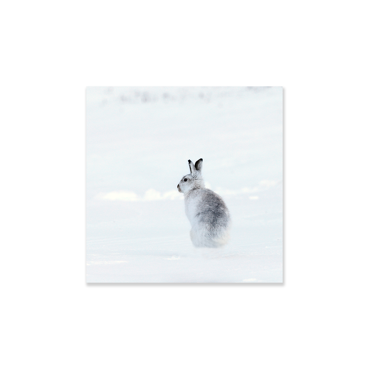 Tableau animal lapin