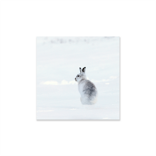 Tableau animal lapin