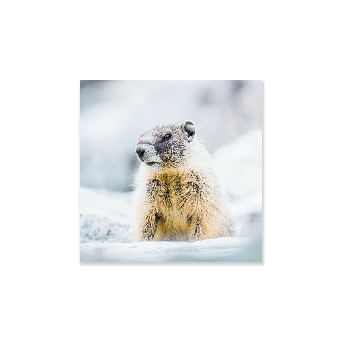 Tableau Marmotte