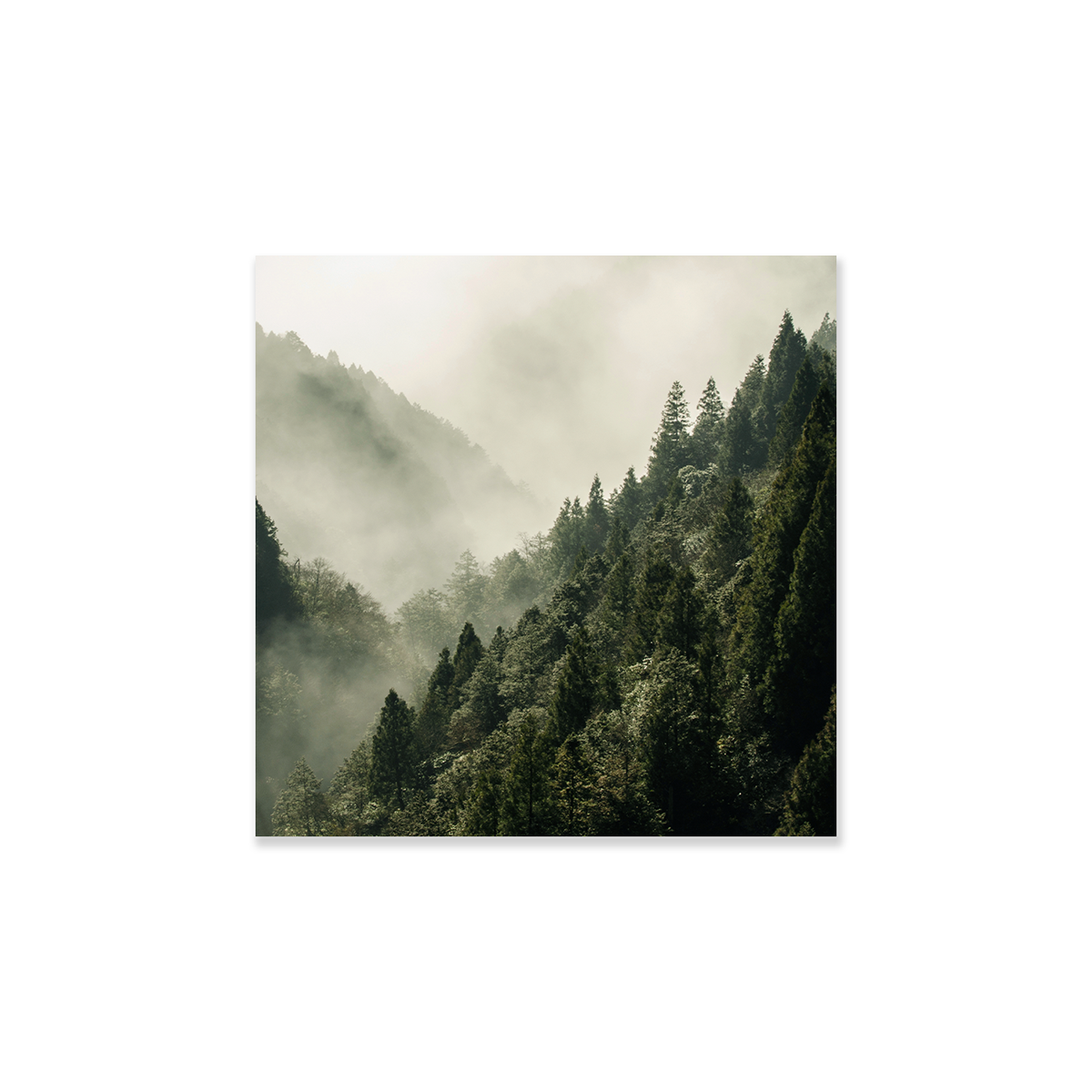 Tableau Fôret de sapins