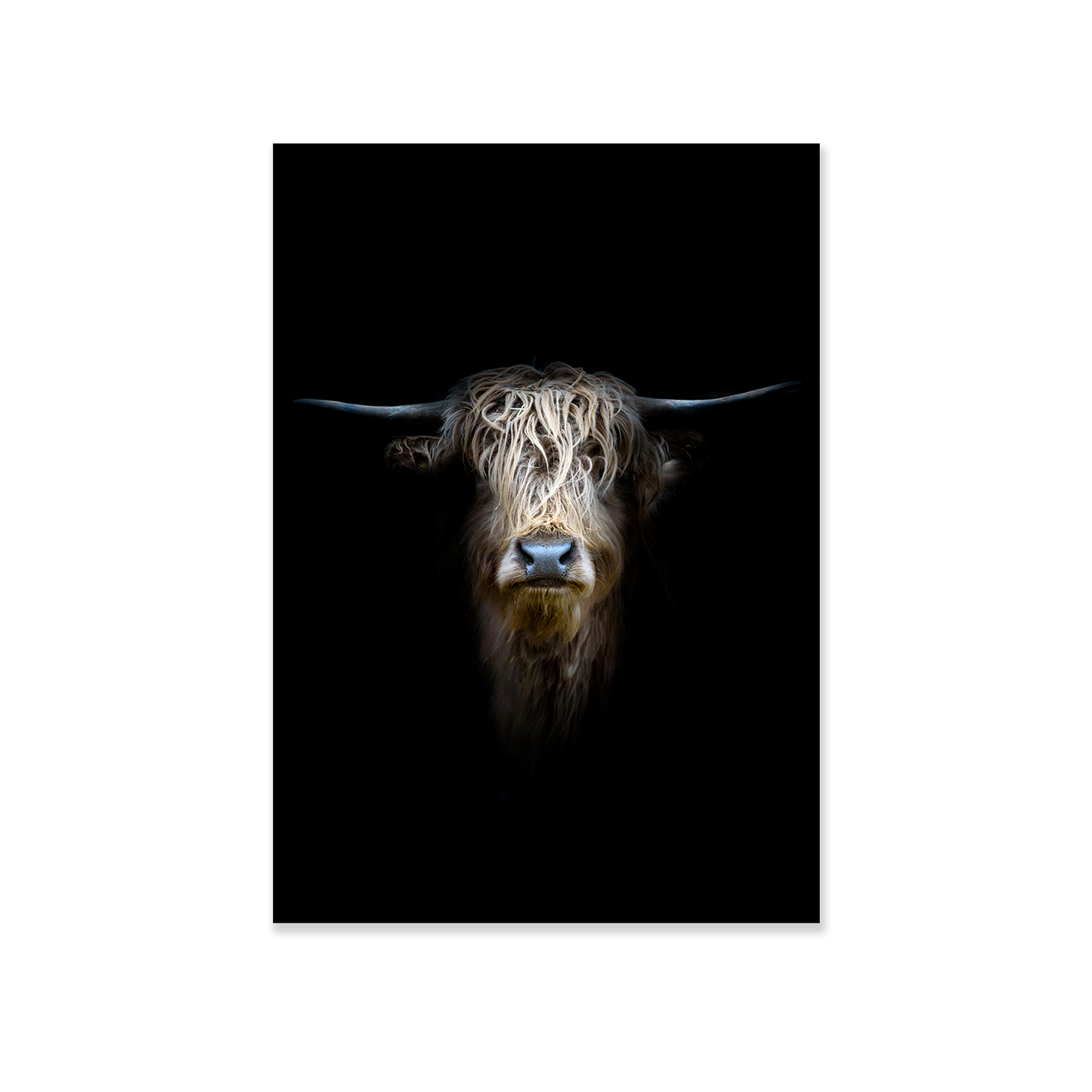 Tableau vache des highlands