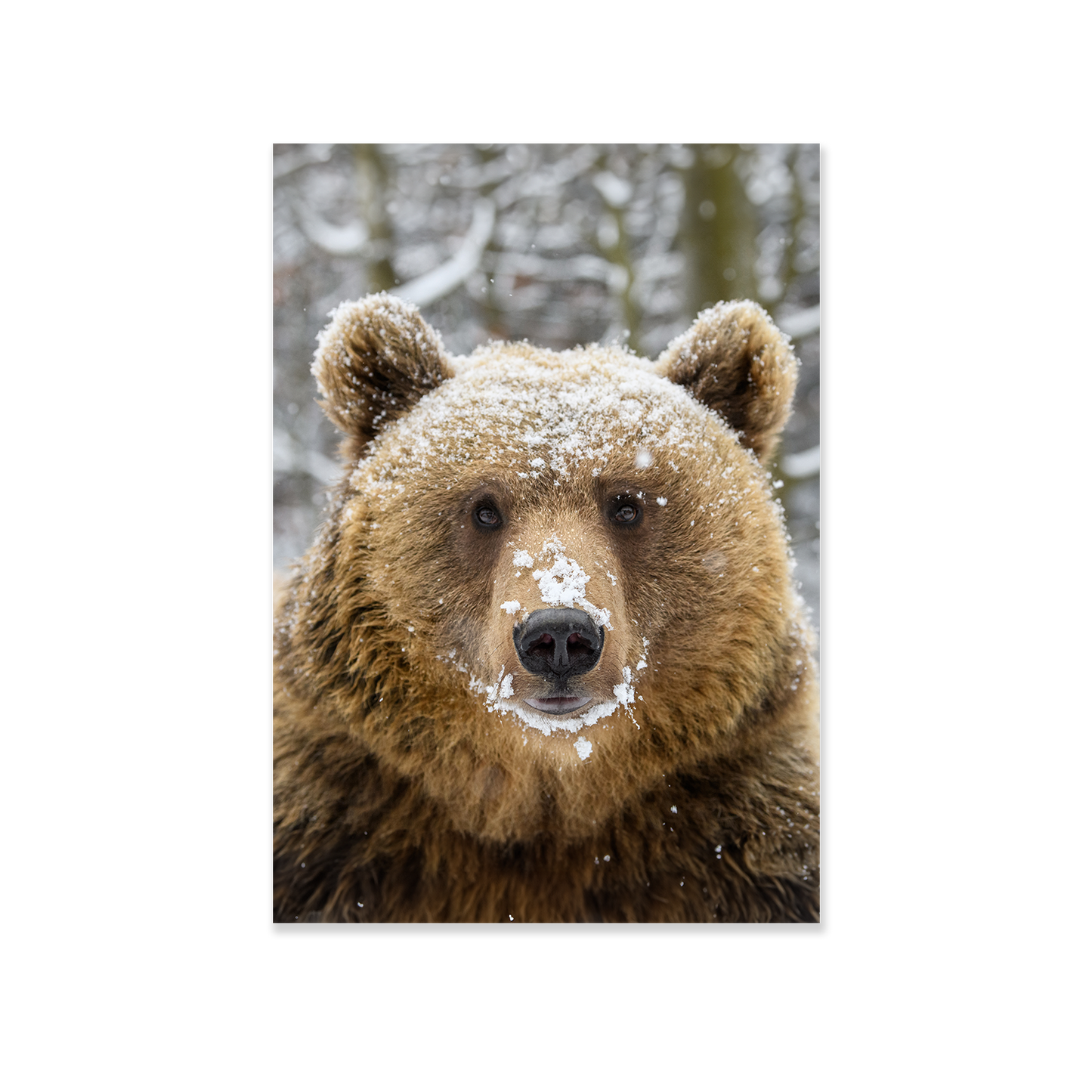 Tableau Ours