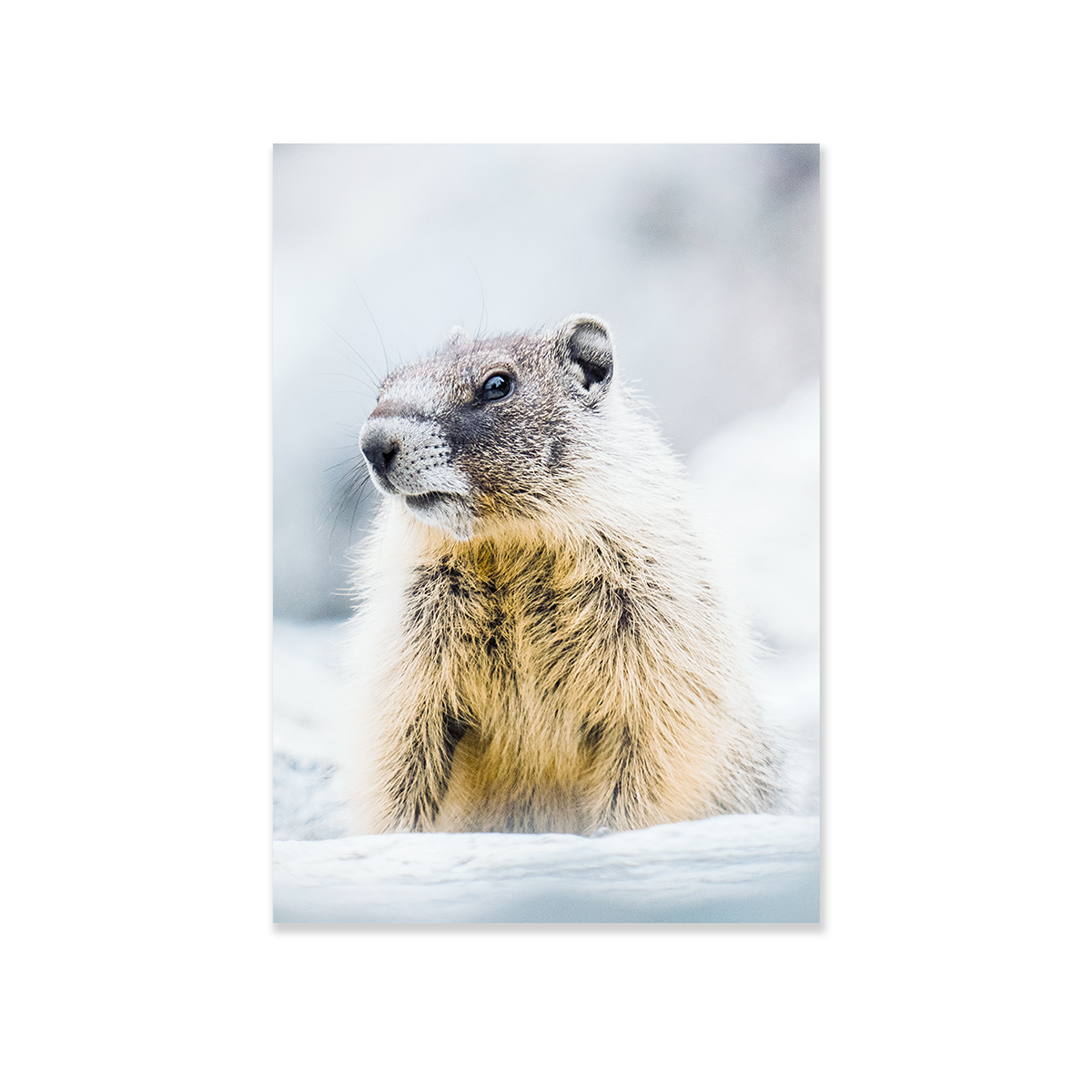 Tableau Marmotte