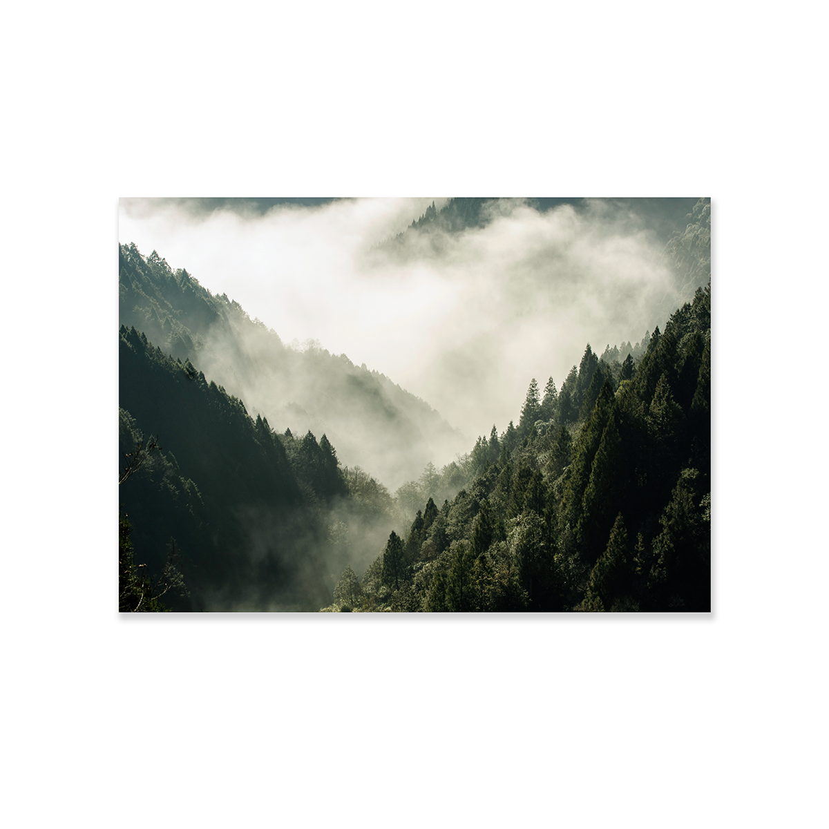 Tableau Fôret de sapins
