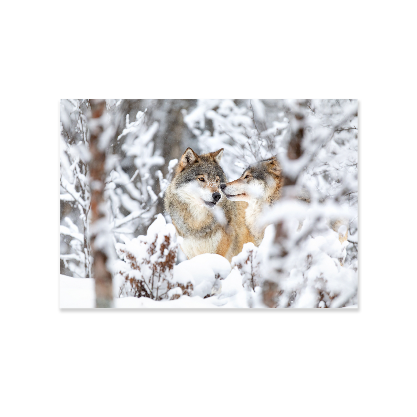 Tableau Loups