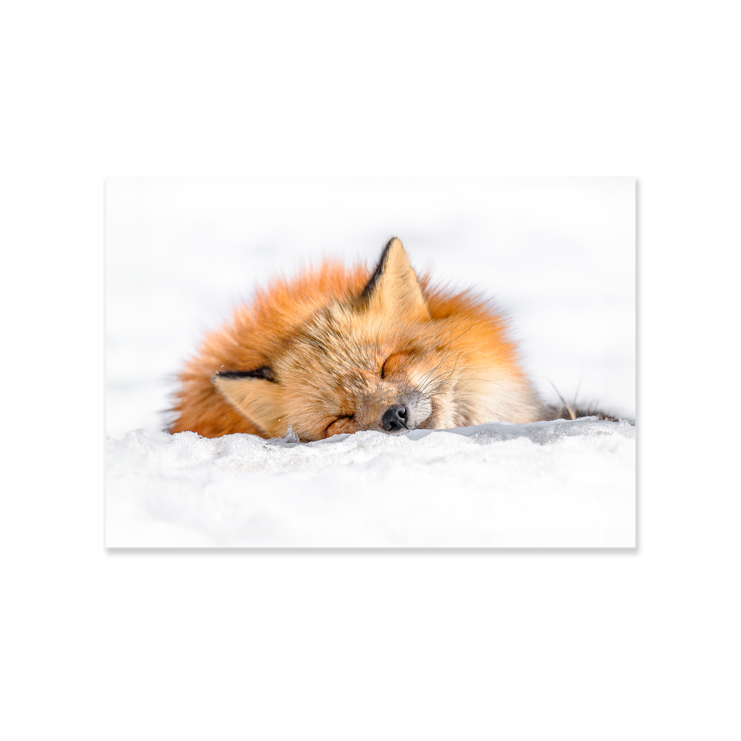 Tableau Renard