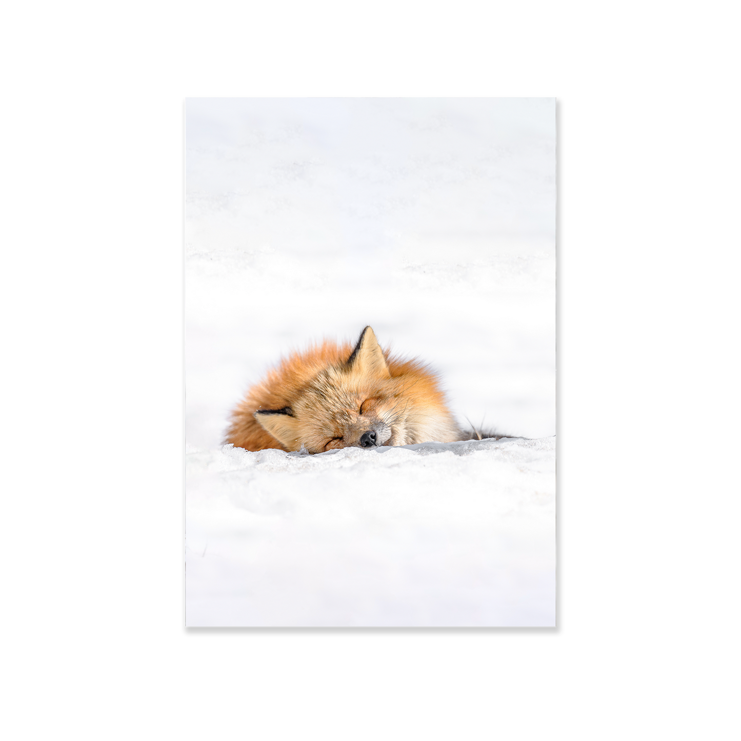 Tableau Renard